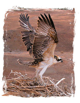 A juvenile of nesting Ospreys in Boa Vista island, cabo Verde - West Africa. © Pedro López