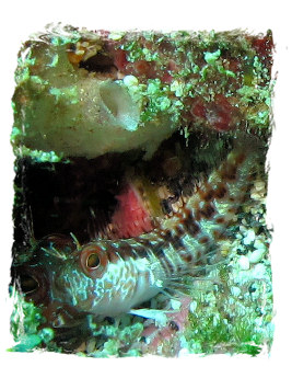 Parablennius salensis (Bath, 1990) a combtooth blenny as small cryptobenthic fish is found in the eastern central Atlantic and is an endemic to cabo Verde Islands. 03 Oct 2009 © Carlos Rangel